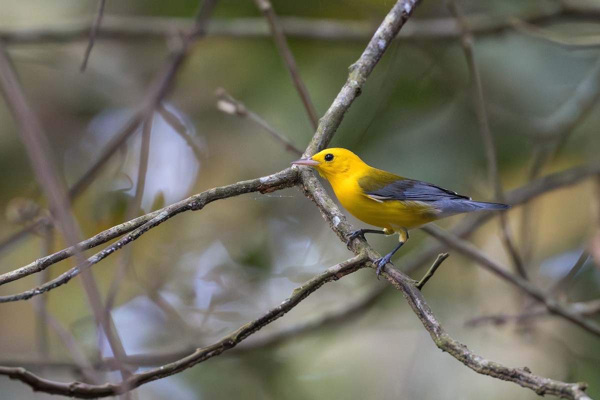 Prothonotary Warbler - ML627967225