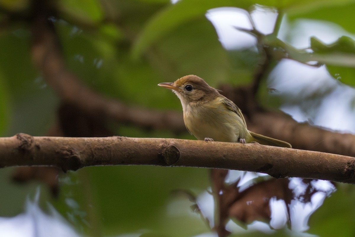 Golden-fronted Greenlet - ML627967227