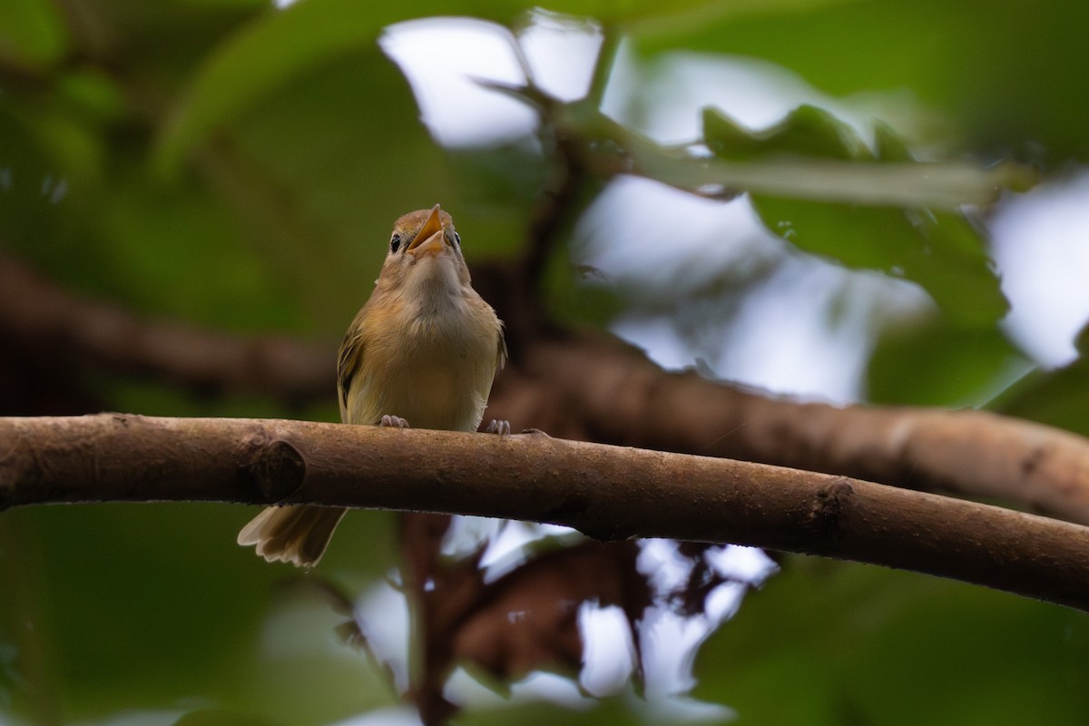 Golden-fronted Greenlet - ML627967228