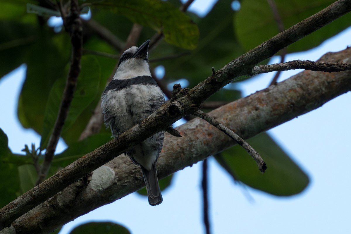 White-necked Puffbird - ML627967233