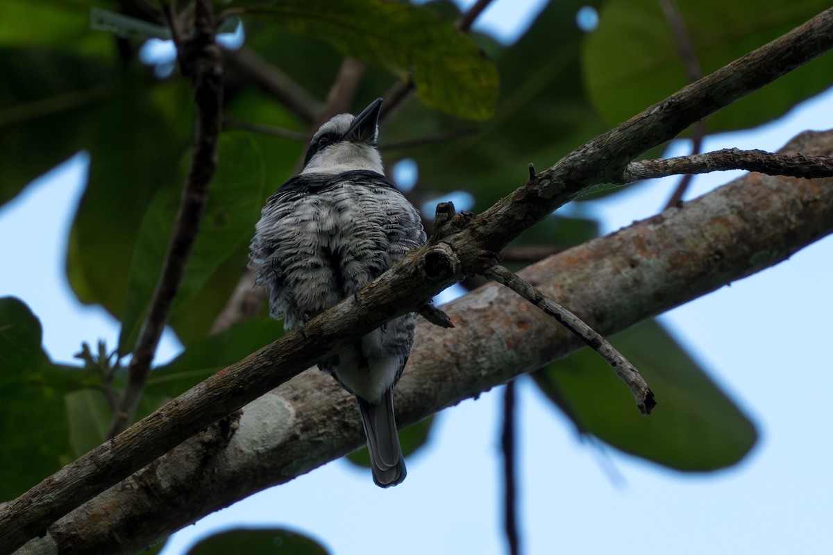 White-necked Puffbird - ML627967234