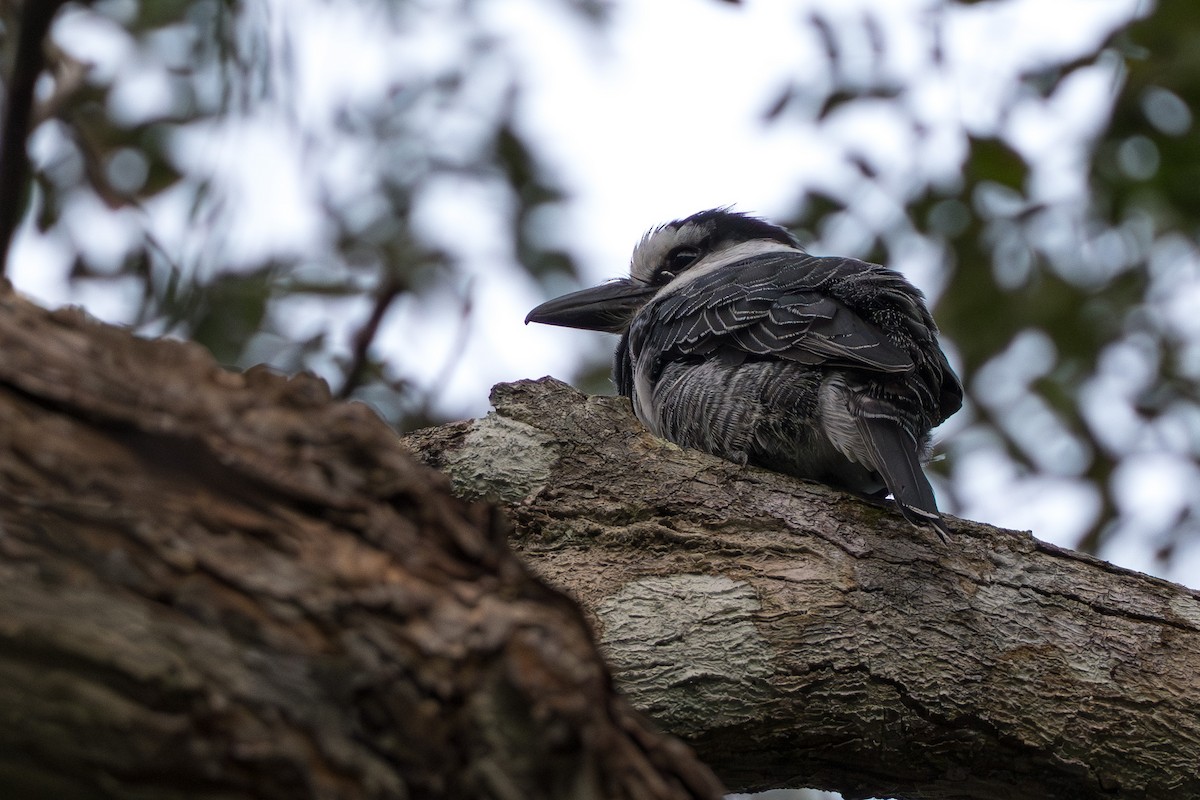 White-necked Puffbird - ML627967235