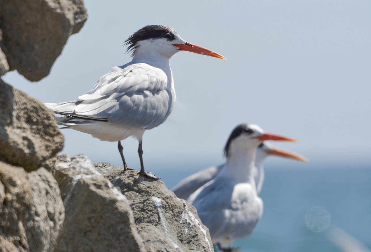 Elegant Tern - ML627967266