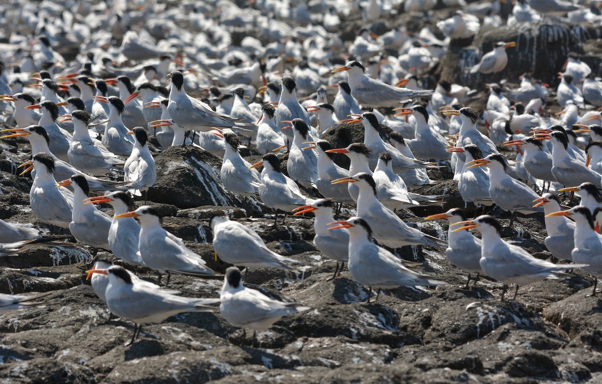 Elegant Tern - ML627967272