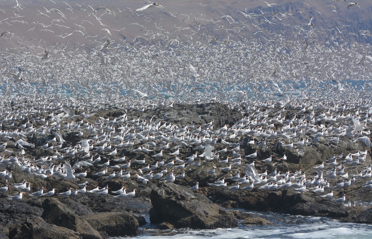 Elegant Tern - ML627967277