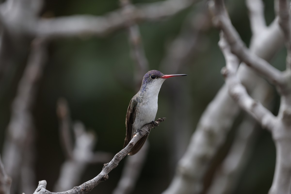 Violet-crowned Hummingbird - ML627967282