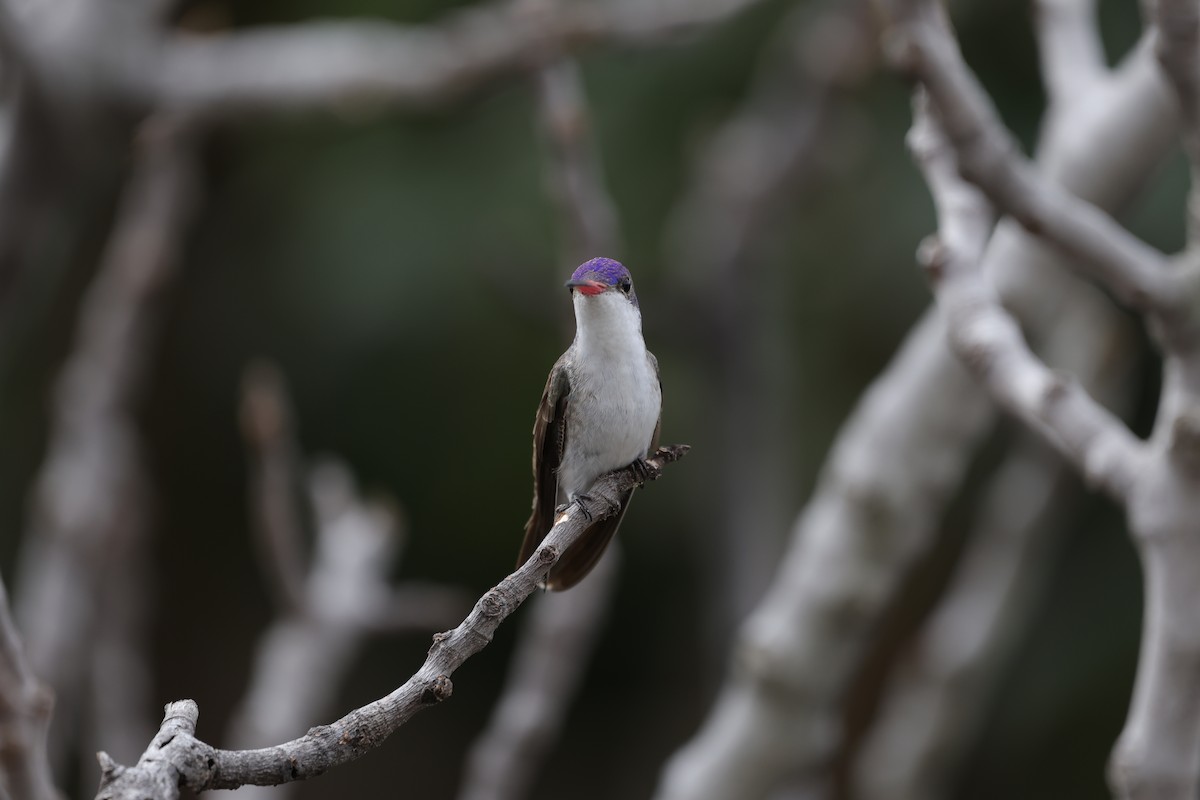 Violet-crowned Hummingbird - ML627967286