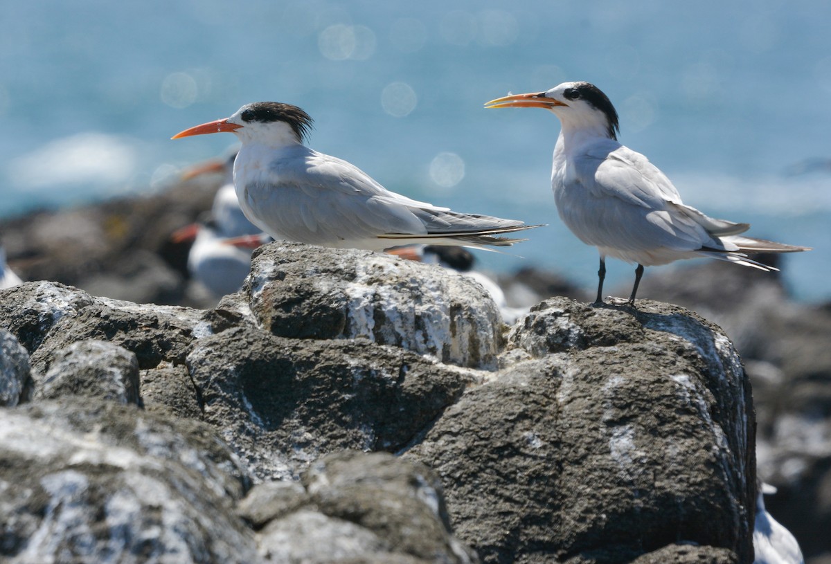 Elegant Tern - ML627967295