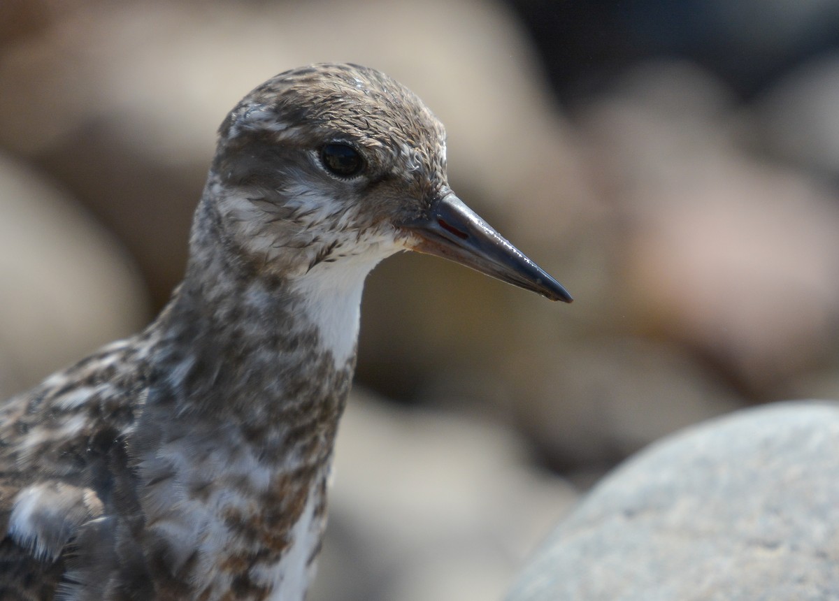 Ruddy Turnstone - ML627967299