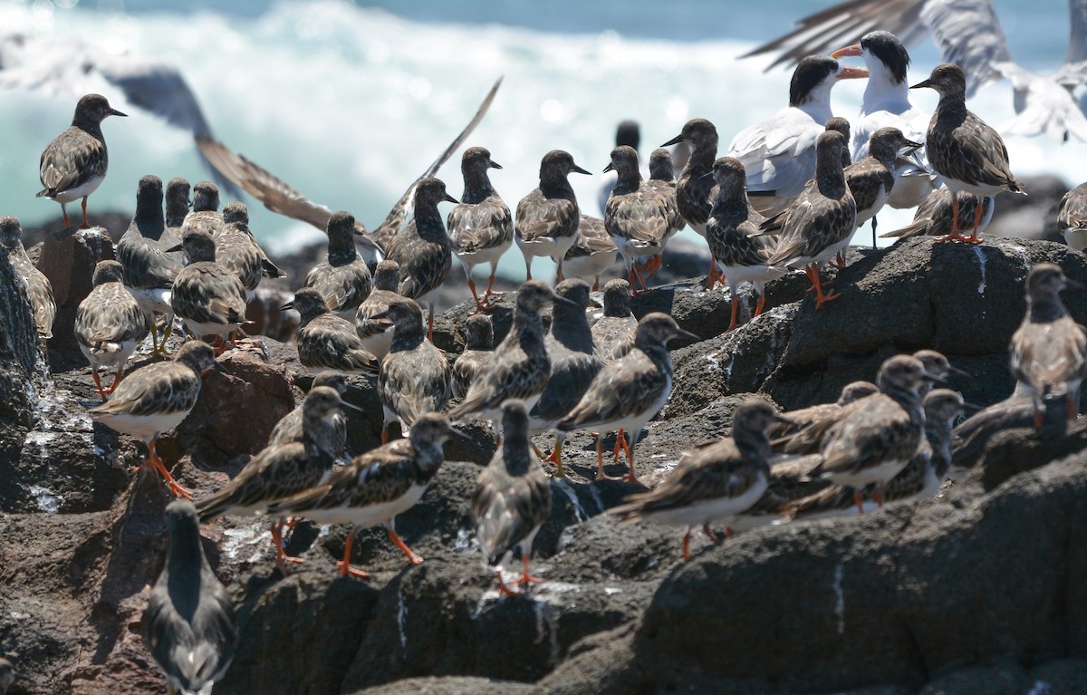 Ruddy Turnstone - ML627967301