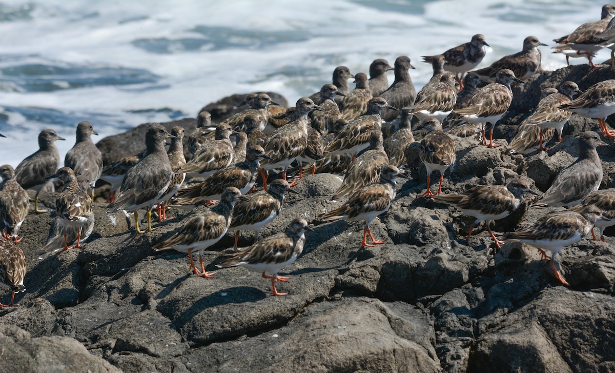 Ruddy Turnstone - ML627967307