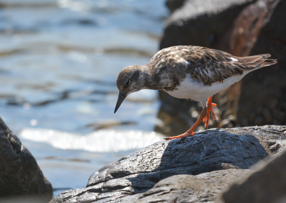 Ruddy Turnstone - ML627967308