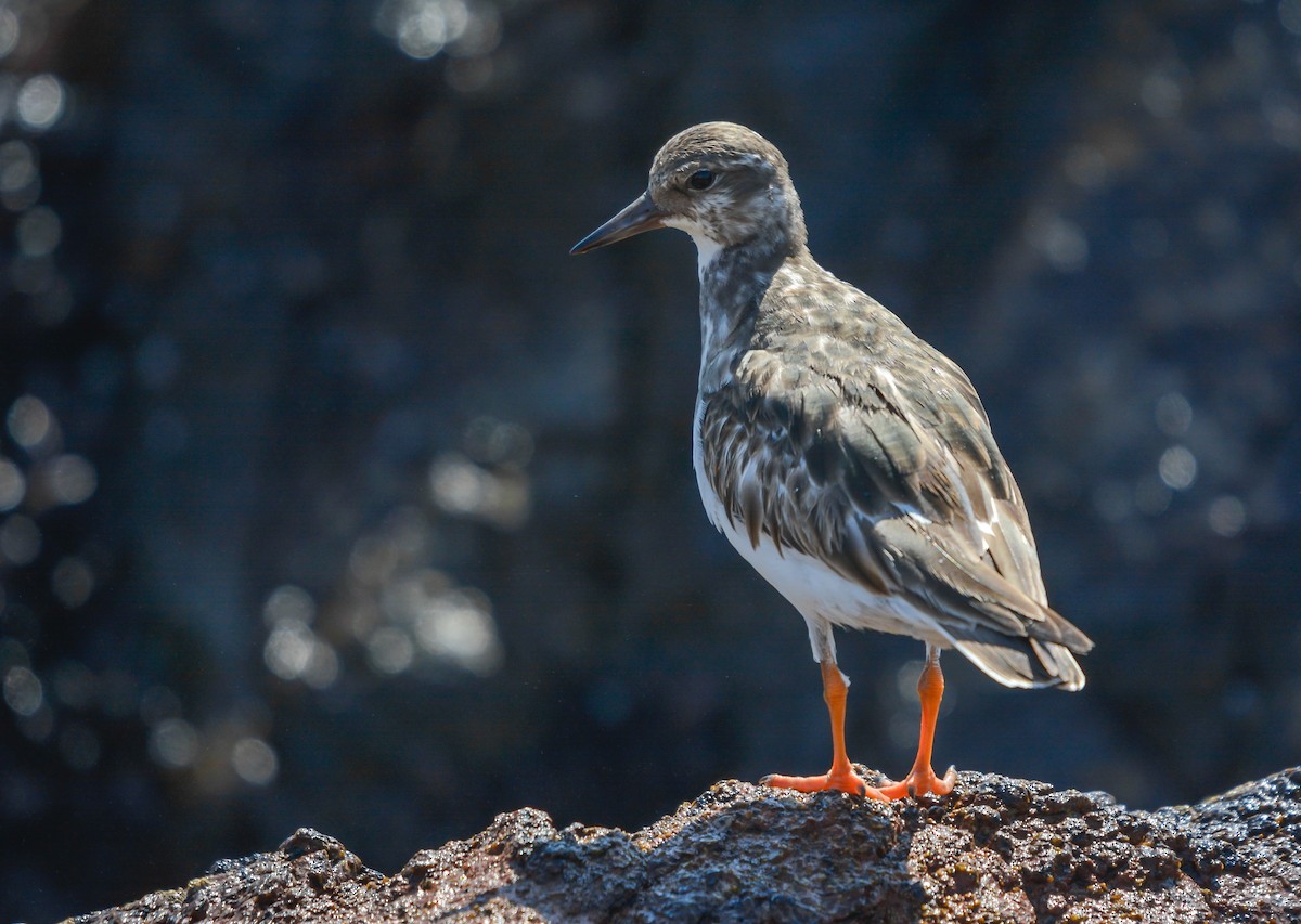 Ruddy Turnstone - ML627967309