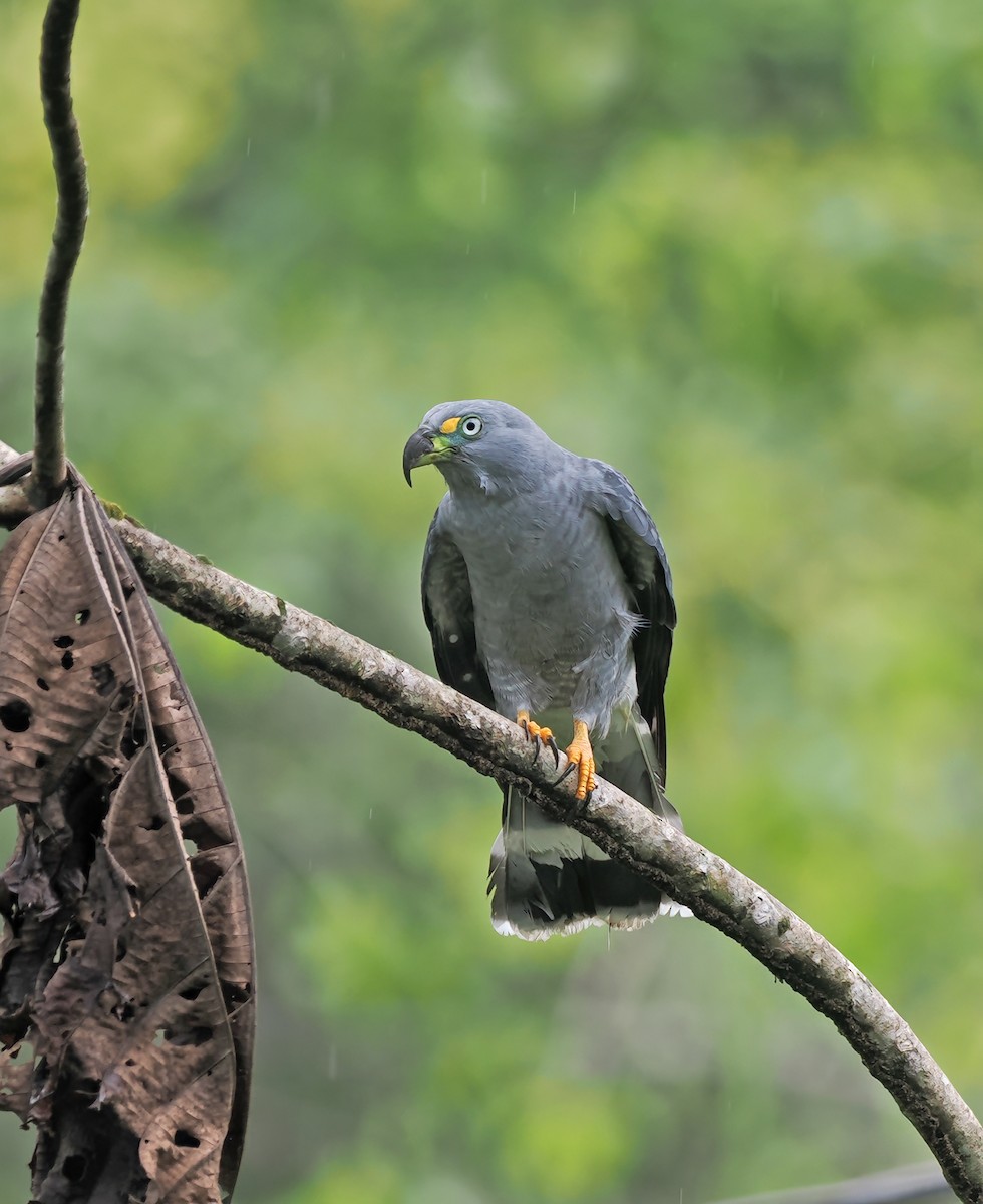 Hook-billed Kite - ML627967316