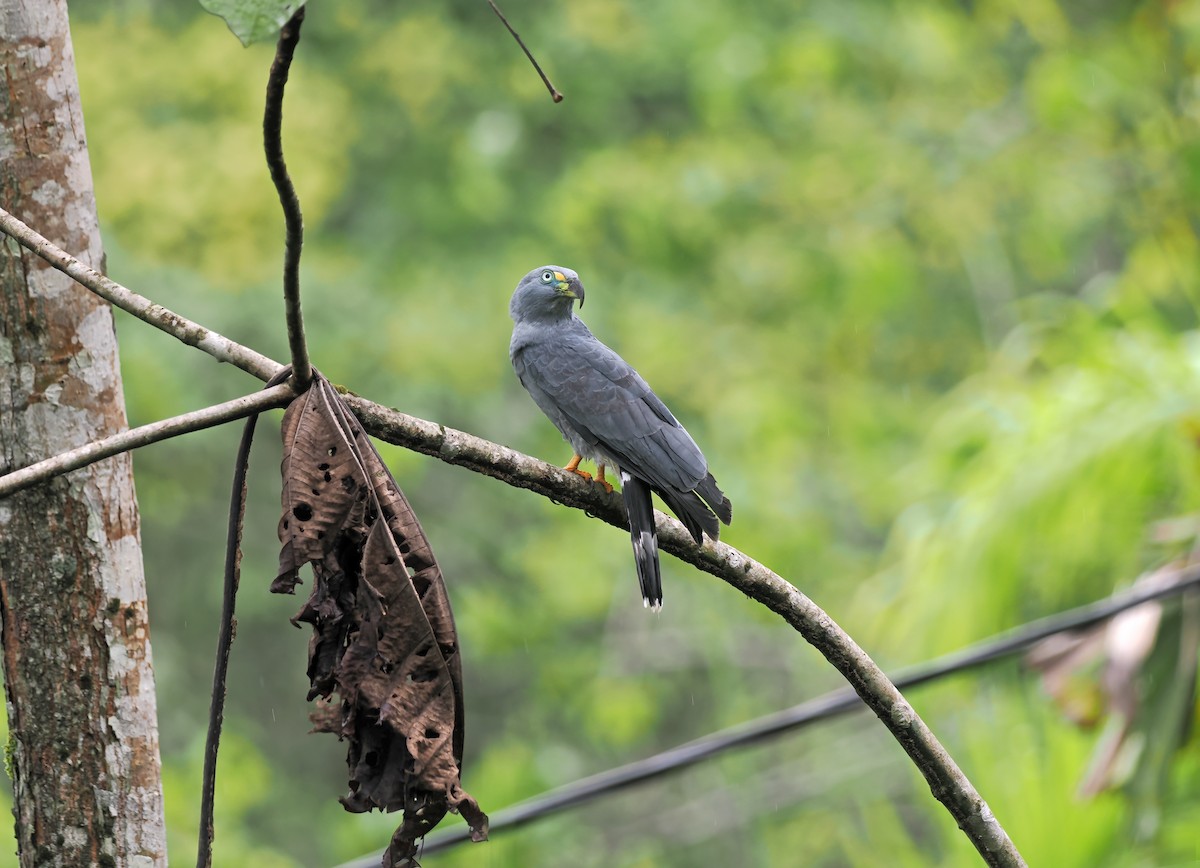 Hook-billed Kite - ML627967324