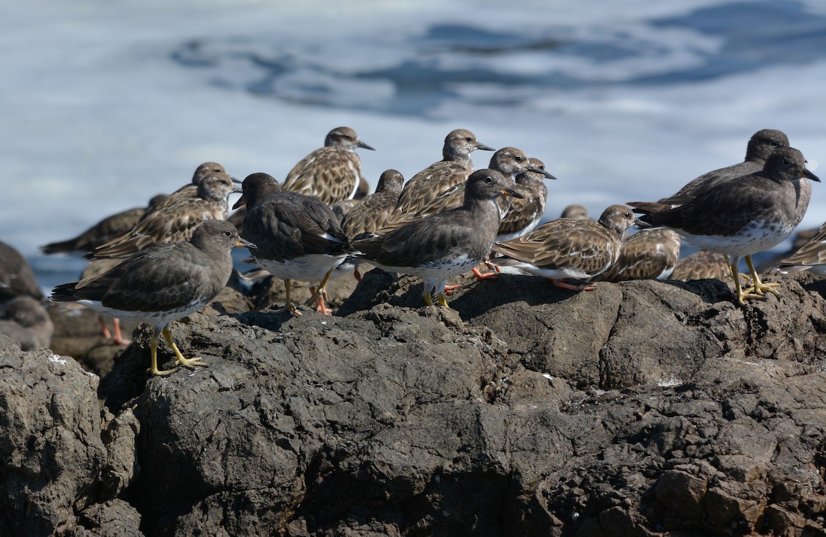 Surfbird - ML627967331