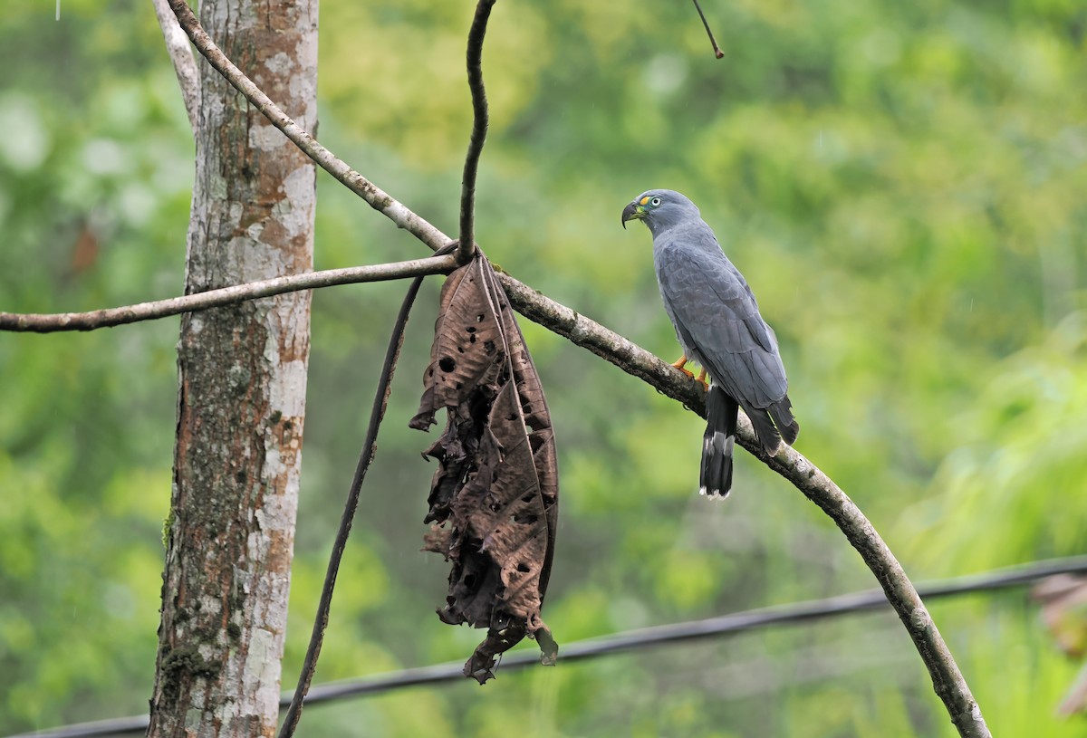 Hook-billed Kite - ML627967333