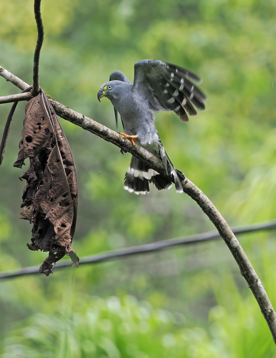 Hook-billed Kite - ML627967344