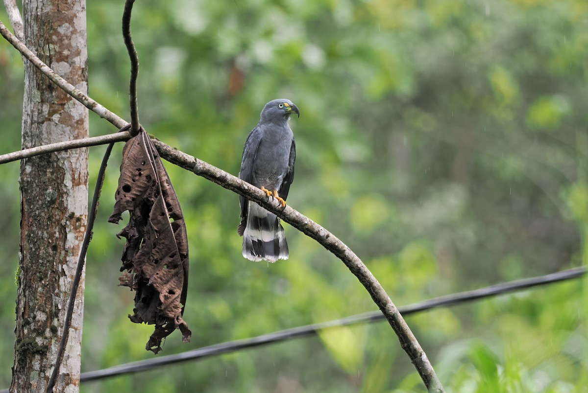 Hook-billed Kite - ML627967350