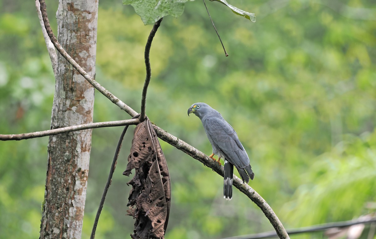 Hook-billed Kite - ML627967351