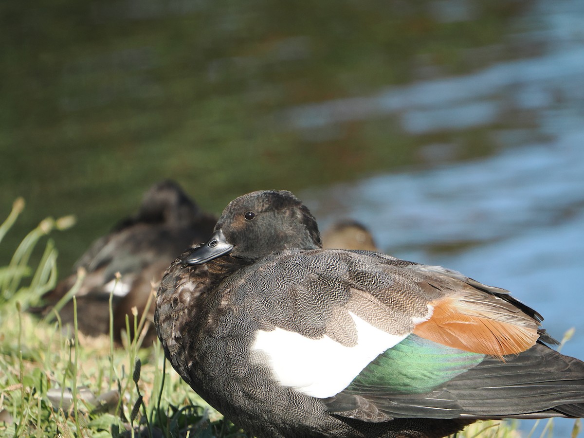 Paradise Shelduck - ML627967357