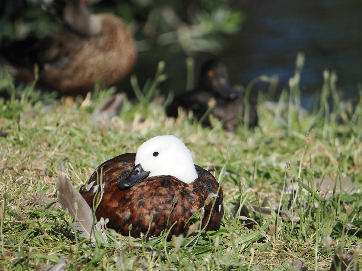 Paradise Shelduck - ML627967358