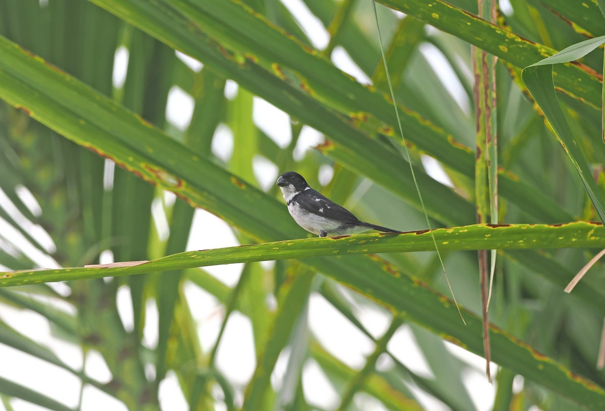 Wing-barred Seedeater (Caqueta) - ML627967409