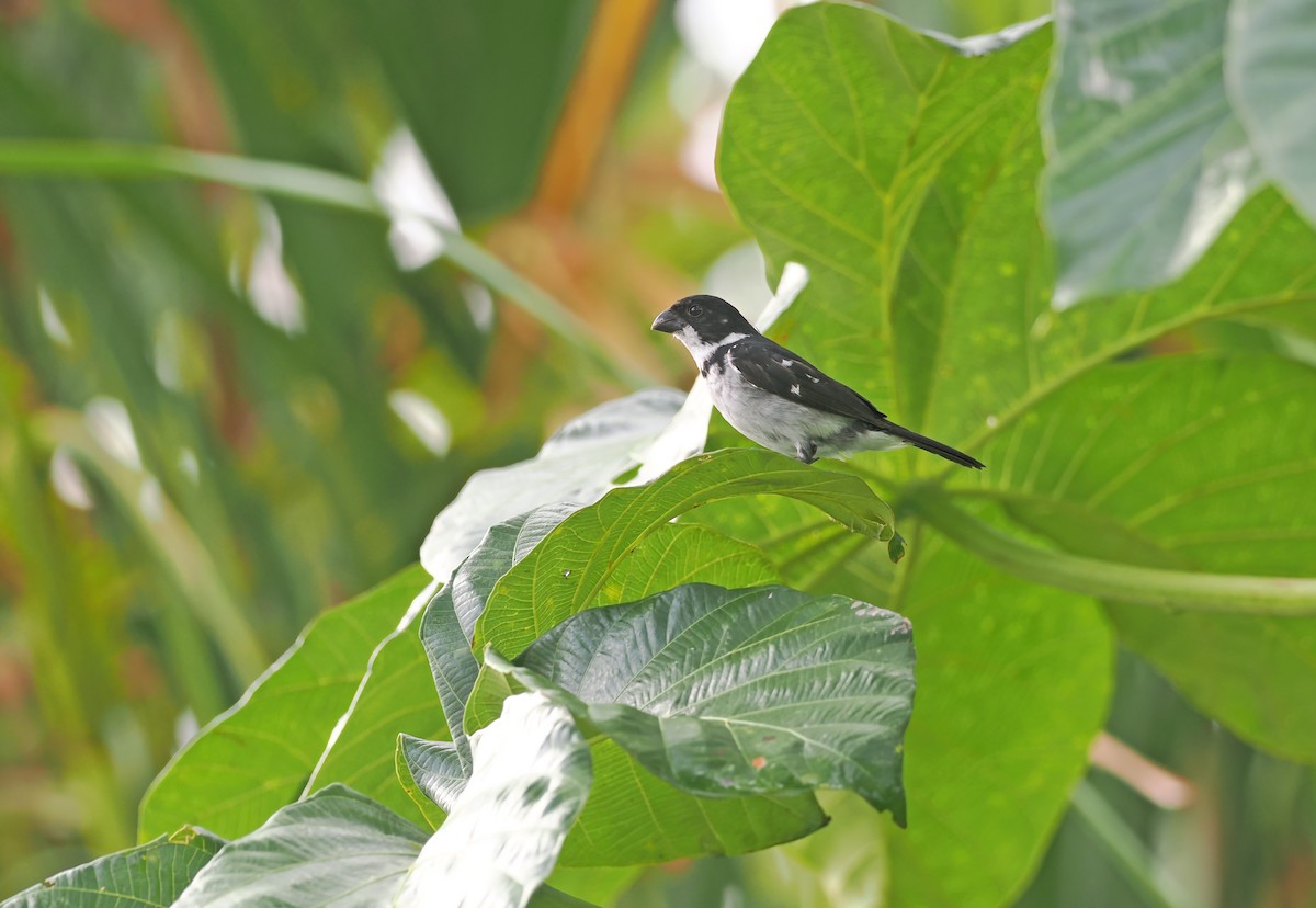 Wing-barred Seedeater (Caqueta) - ML627967416