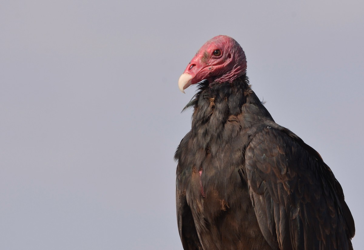 Turkey Vulture - ML627967424