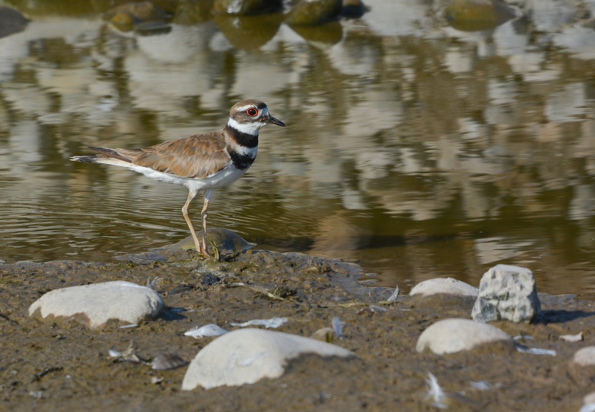 Killdeer - ML627967432