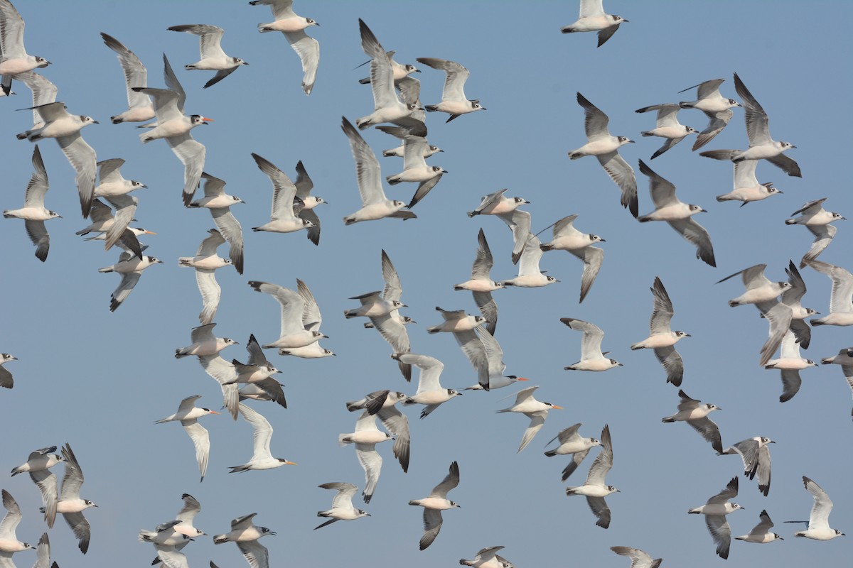 Franklin's Gull - ML627967442