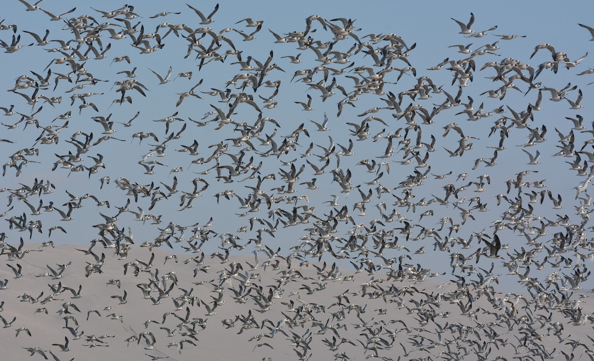 Franklin's Gull - ML627967443