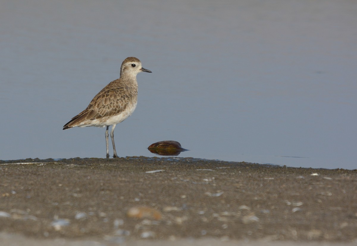 American Golden-Plover - ML627967453