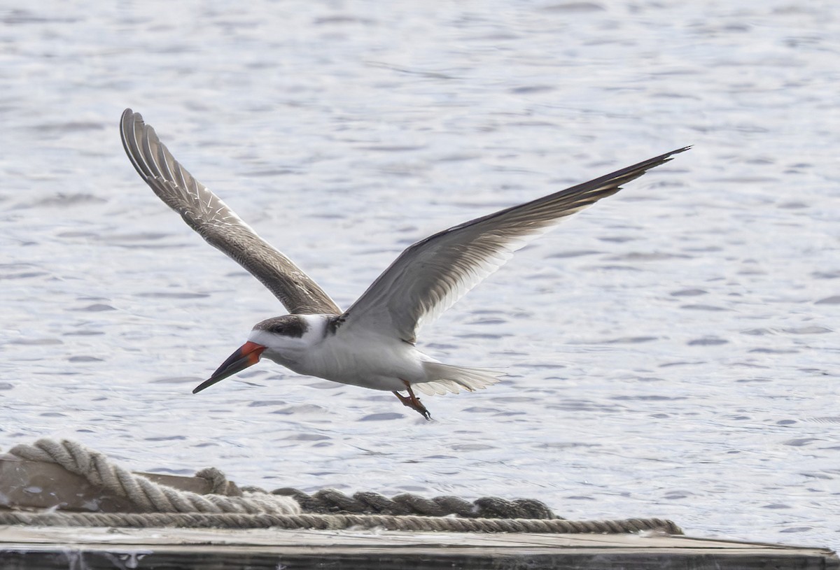 Black Skimmer - ML627967456