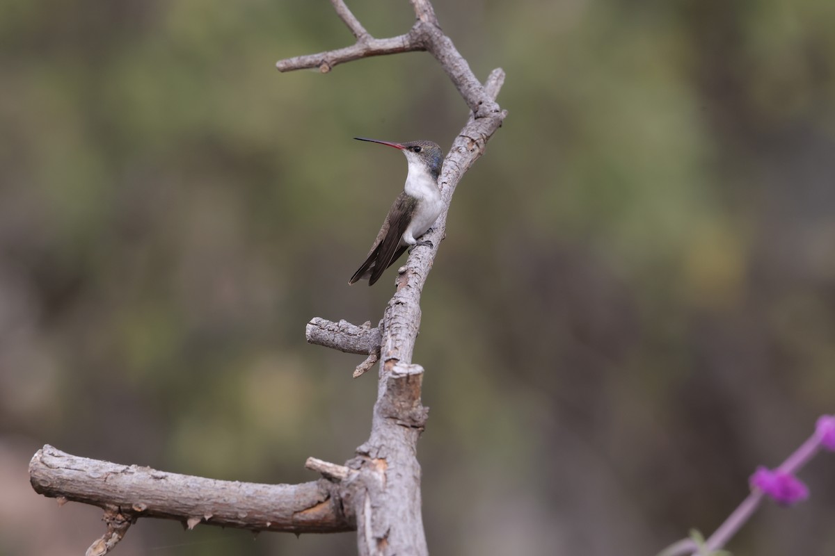 Violet-crowned Hummingbird - ML627967460