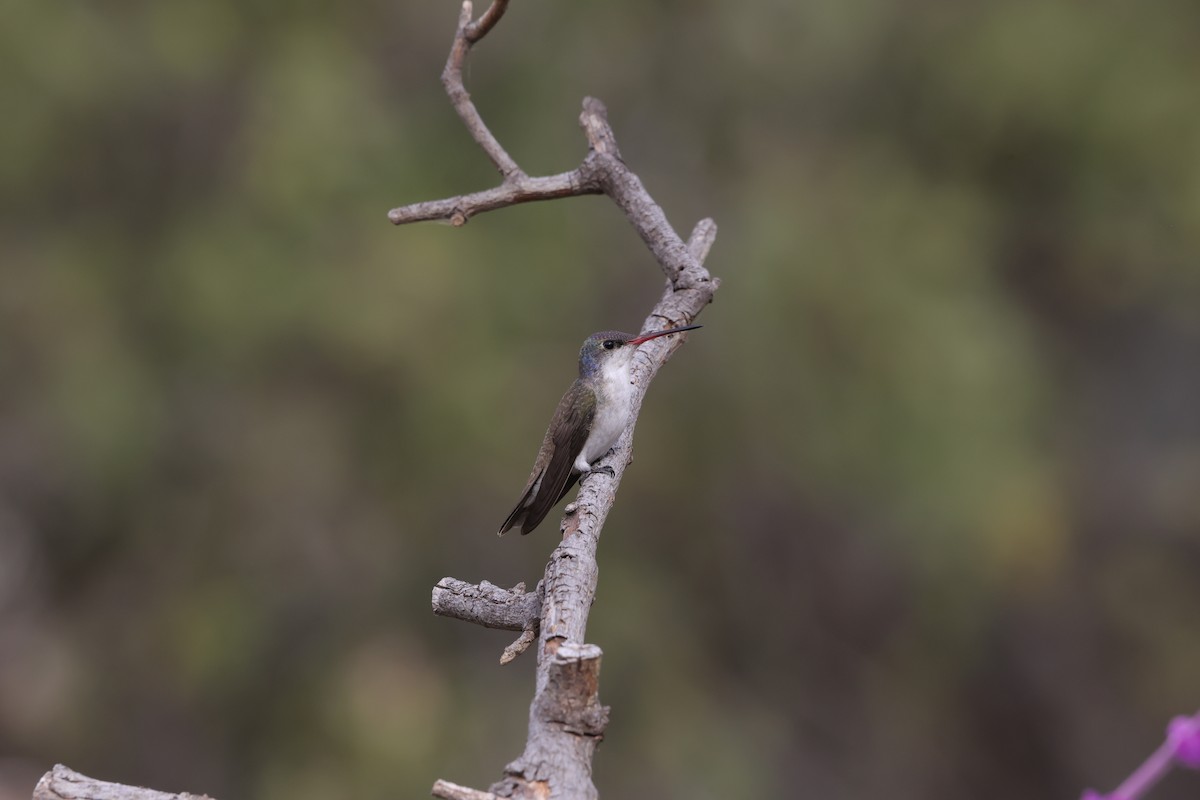 Violet-crowned Hummingbird - ML627967474