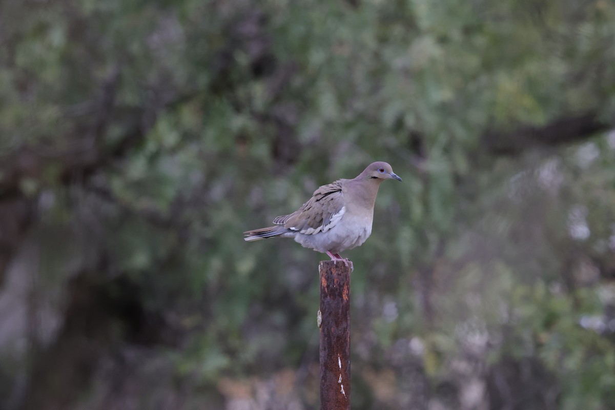 White-winged Dove - ML627967485