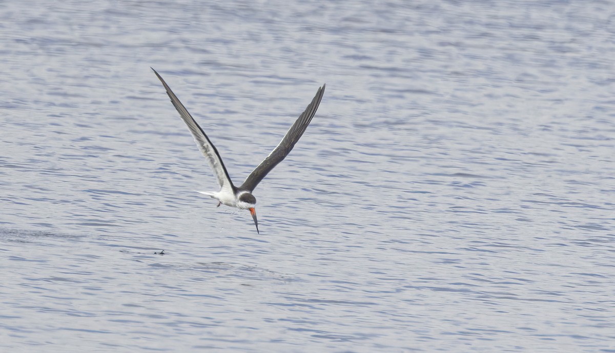 Black Skimmer - ML627967489