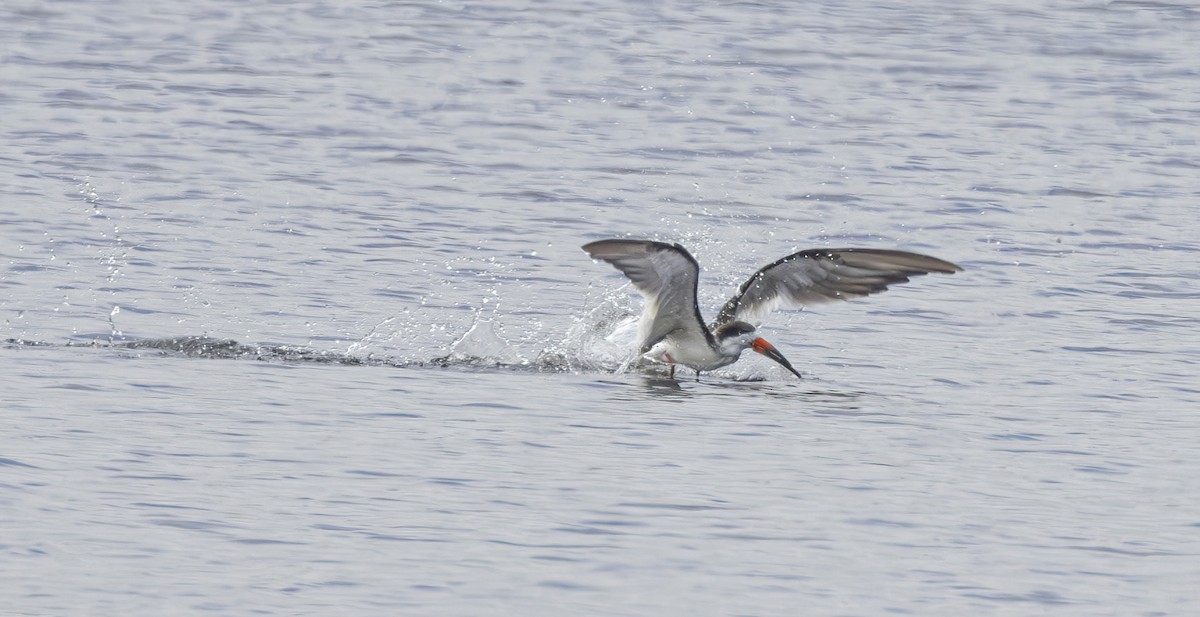 Black Skimmer - ML627967495