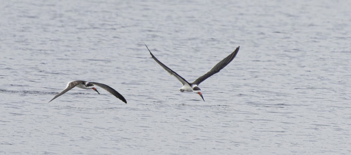 Black Skimmer - ML627967515