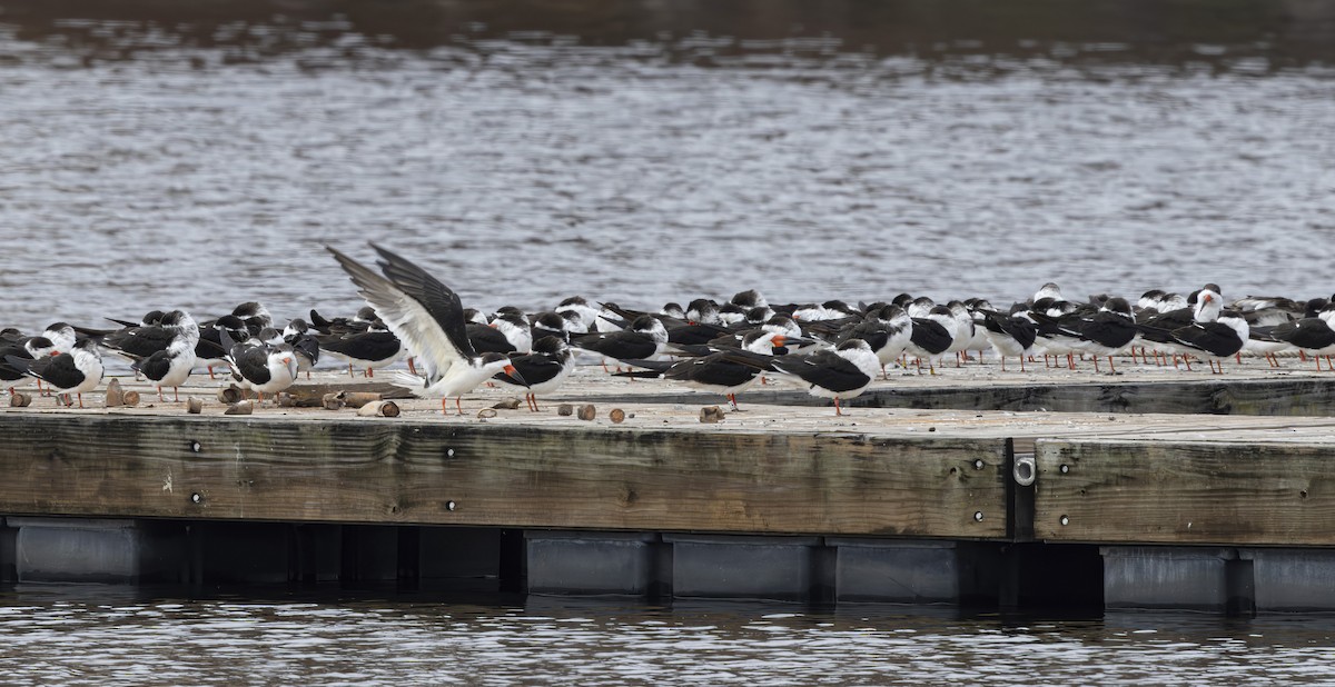 Black Skimmer - ML627967528