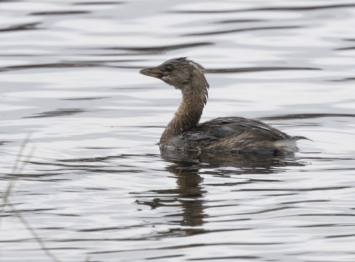 Pied-billed Grebe - ML627967551