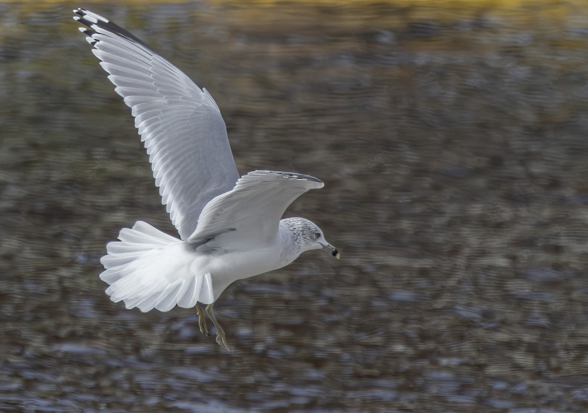 Ring-billed Gull - ML627967566