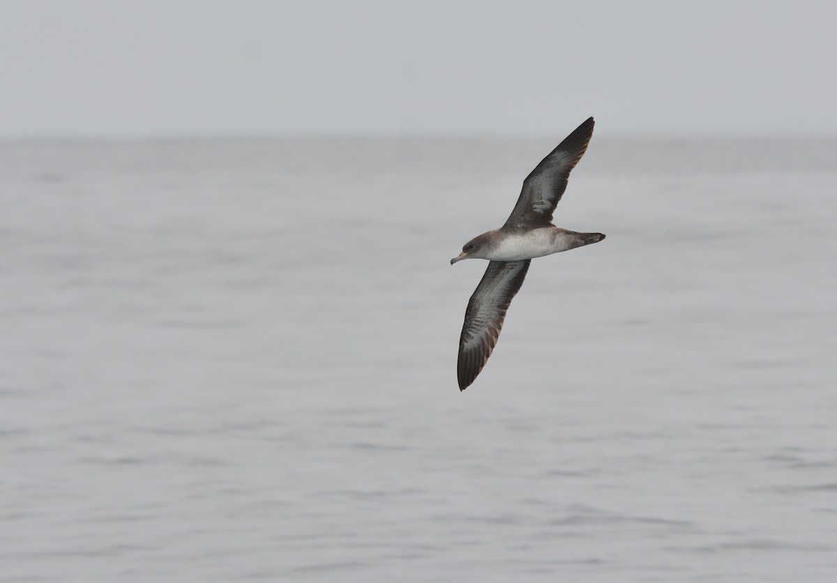 Pink-footed Shearwater - ML627967589