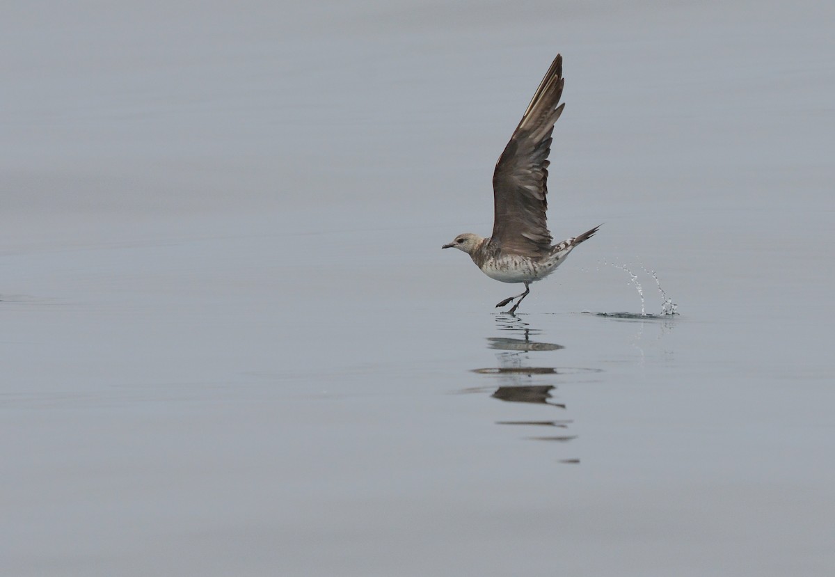 Long-tailed Jaeger - ML627967595