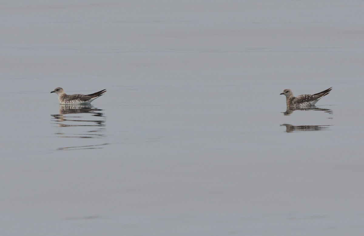 Long-tailed Jaeger - ML627967596