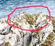 Wilson's Storm-Petrel - ML627967597