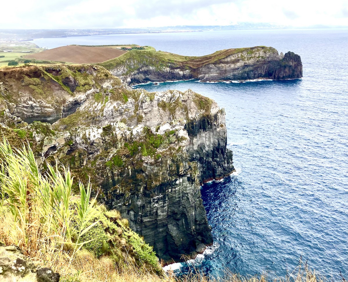 Wilson's Storm-Petrel - ML627967598