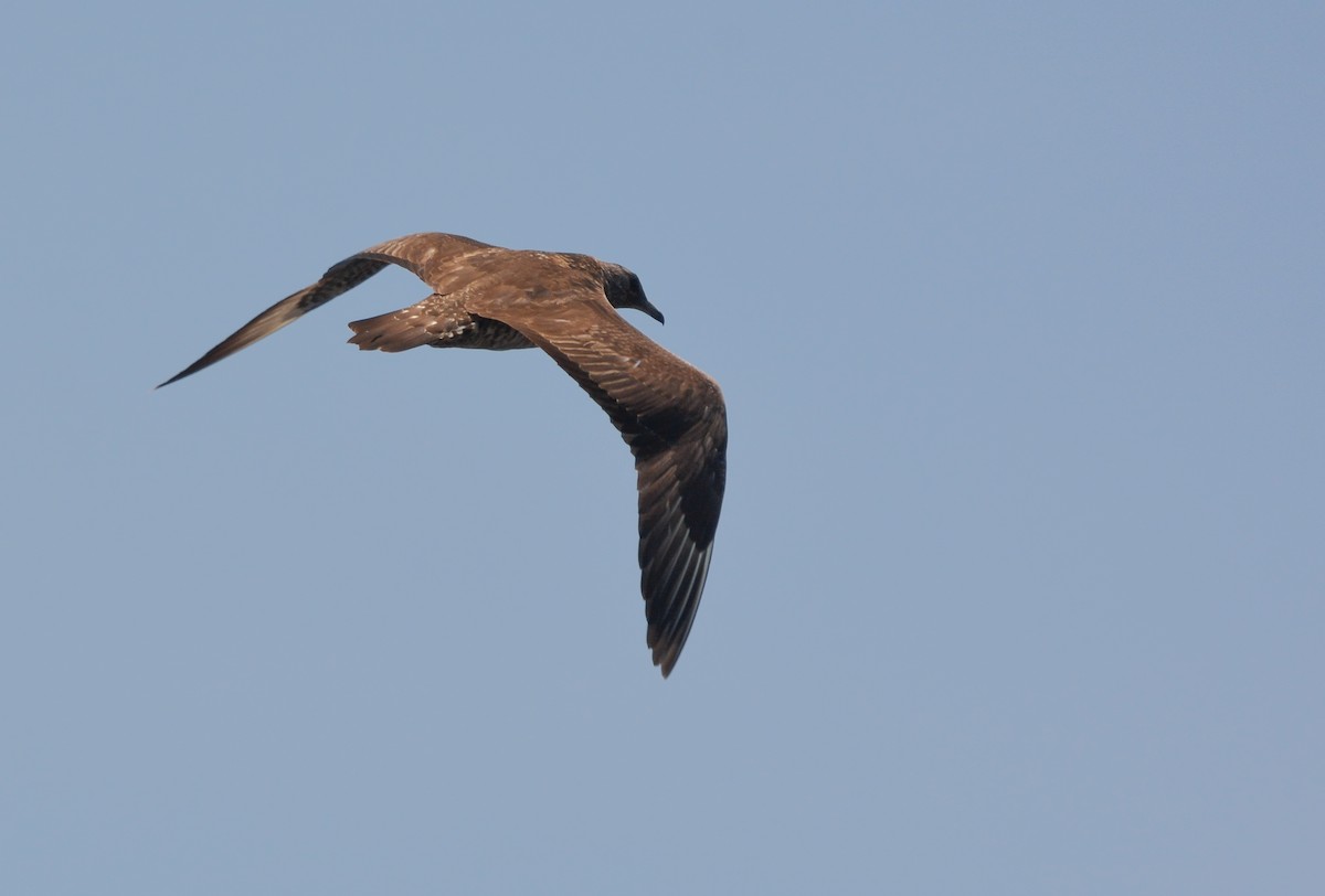 Parasitic Jaeger - ML627967633