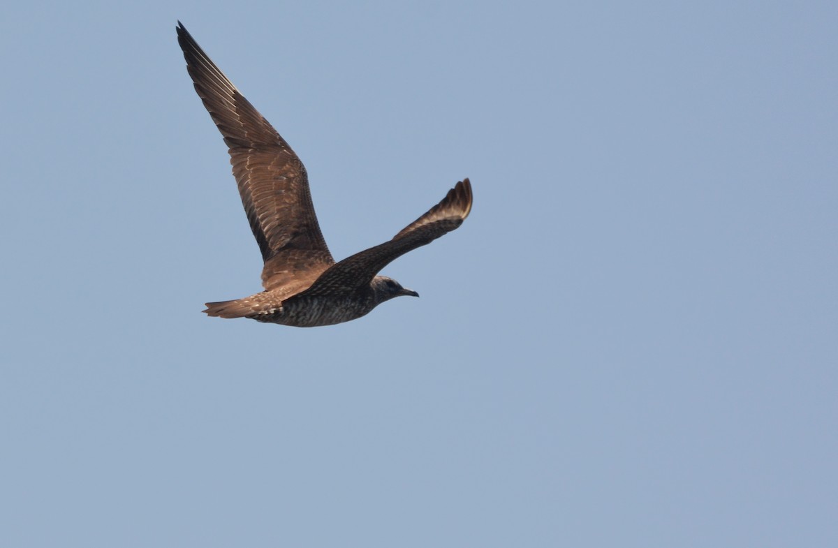 Parasitic Jaeger - ML627967634